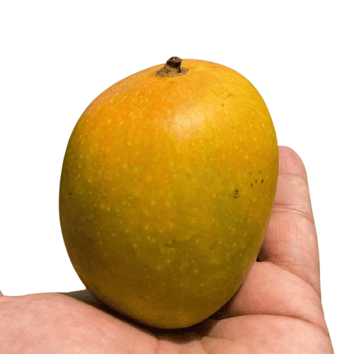 mango-texture