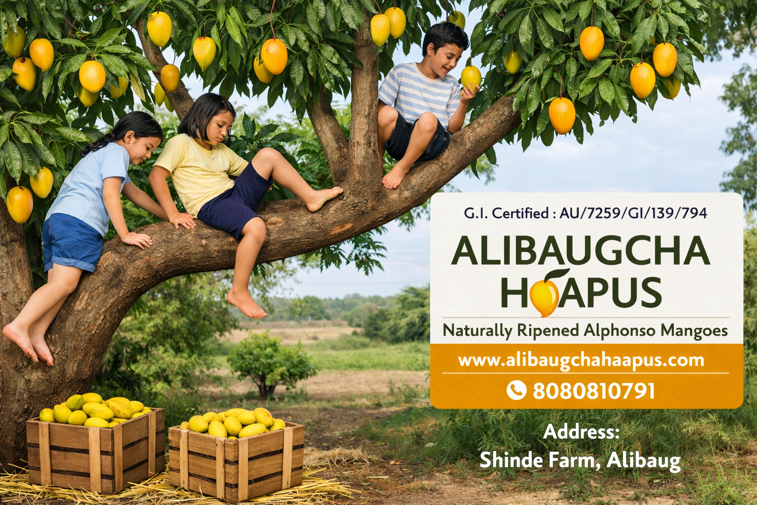 branding Alibaugcha Haapus